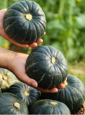 【5斤亏本卖】贝贝南瓜正宗小南瓜板栗味老南瓜新鲜甜糯南瓜辅食