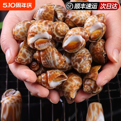 花螺鲜活新鲜海螺特大号海鲜水产