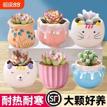 多肉植物室内小盆栽大颗好养陶瓷盆带土组合批发仙人掌球绿植花卉