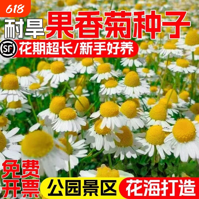 果香菊种子洋甘菊四季播种庭院阳台盆栽景区花海易活观赏花卉种籽