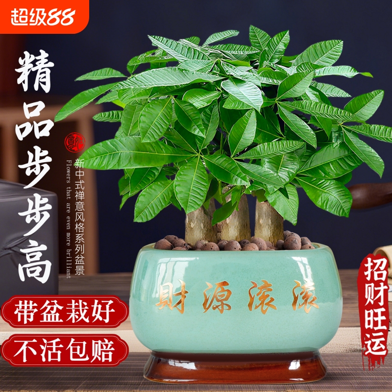 发财树小盆栽客厅盆景办公室内桌面旺宅绿植开业送礼四季常青好养