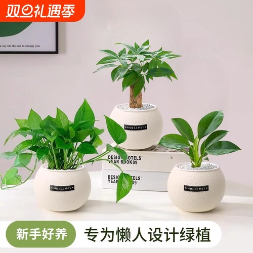 发财树室内净化绿植|万人加购