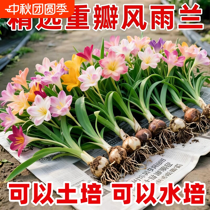 重瓣风雨兰盆栽庭院阳台花卉绿植										