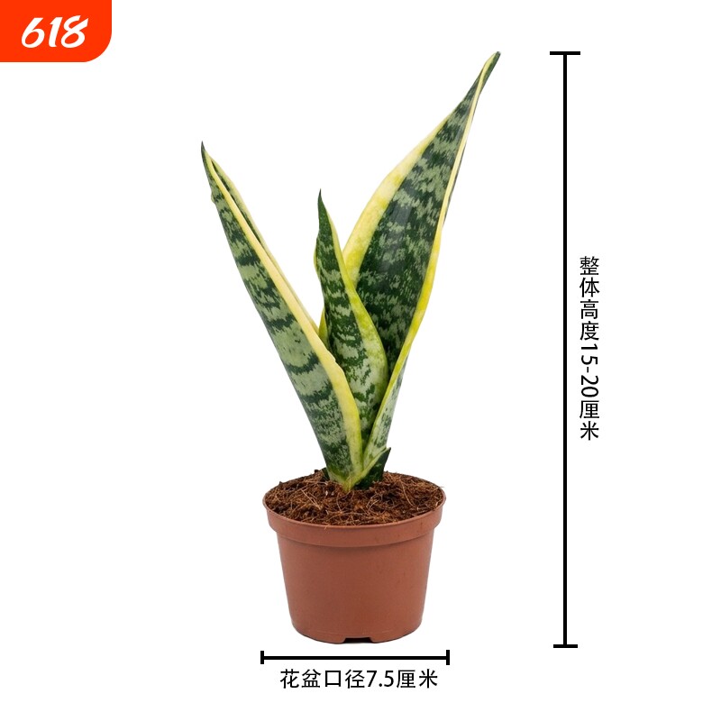 金边虎皮兰盆栽吸甲醛多肉绿植物办公室内花卉盆栽虎尾兰客厅北
