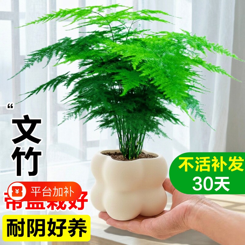 文竹小盆栽室内竹子盆景特大号老桩绿植物摆件办公室桌面四季客厅