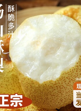 正宗砀山青梨新鲜水果皇冠梨9斤当季青皮蜜梨整箱包邮现摘果子