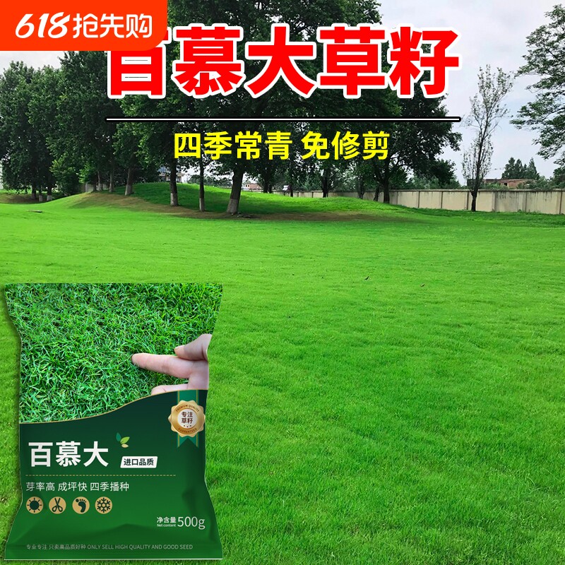 百慕大草籽进口矮生护坡固土生态复绿工程绿化耐践踏四季常青种子