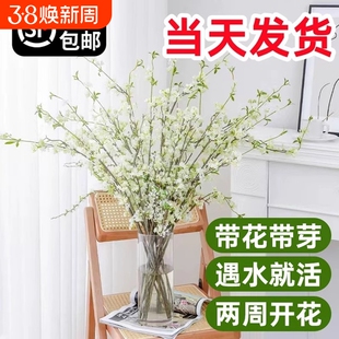 水培植物雪柳鲜枝龙柳冬季红梅腊梅室内好养活绿植净化空气吸甲醛