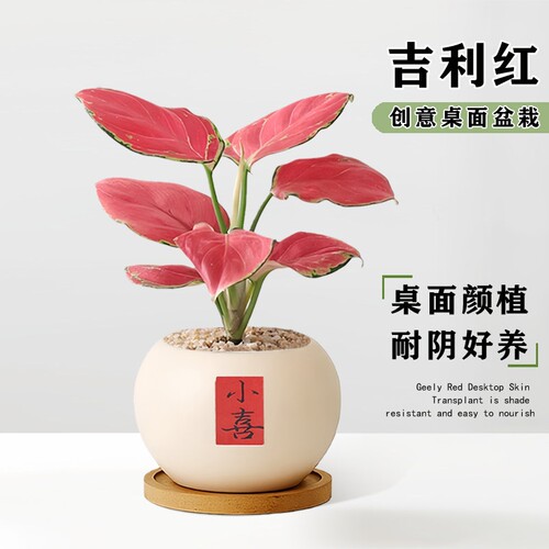 吉利红盆栽如意皇后大棵绿植物旺运室内桌面花卉水培好养净化空气