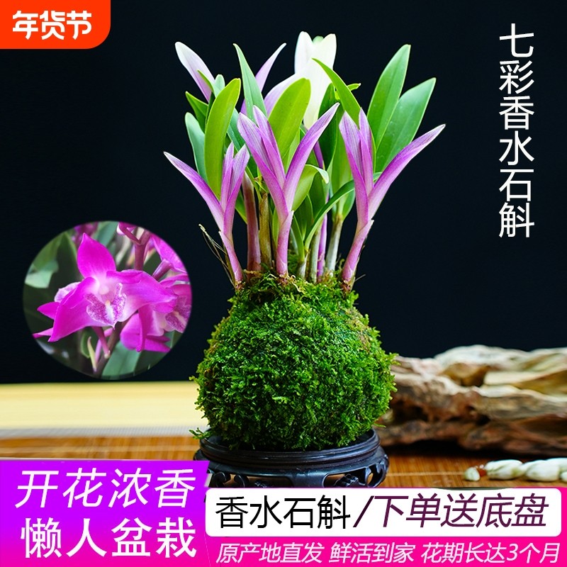 浓香型香水石斛兰四季开花兰花好养七彩改善睡眠净化空气石斛兰花,鲜花速递/花卉仿真/绿植园艺,时令草本花卉,淘宝优惠券,粉丝福利购,淘宝优惠卷