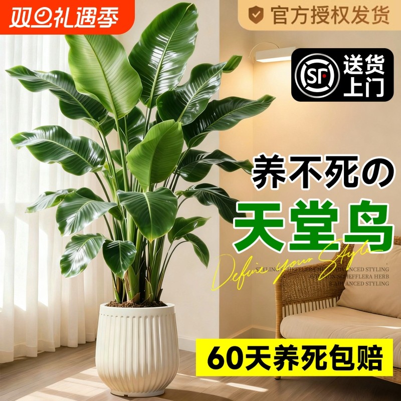 天堂鸟绿植室内办公室客厅大型植物盆栽高级感落地大号好养真花