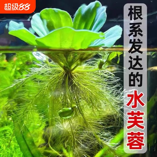 养鱼鱼缸绿植花卉造景古法缸水生浮萍水培水芙蓉增氧水草植物水质