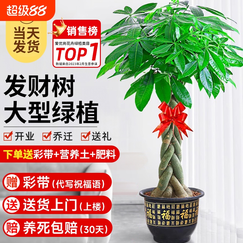 爱优尚步步高辫子发财树室内好养