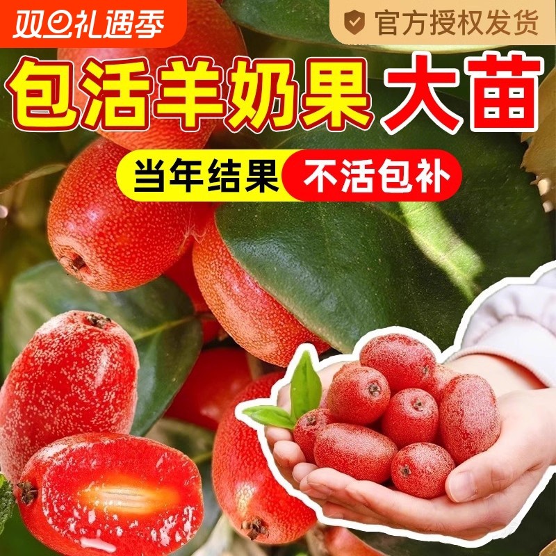 羊奶果嫁接苗德甜二号特大甜果盆栽果树胡颓子南北方庭院种植地栽