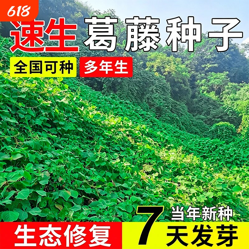 葛藤种子灌木草籽耐盐碱矿山复绿工程绿化护坡固土多年生爬藤种籽