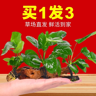 水榕沉木水草植物鱼缸造景装饰摆件懒人淡水阴性增氧水培椰壳屋