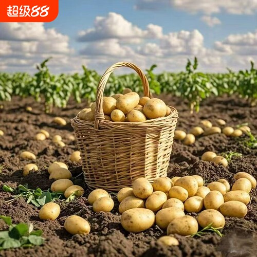 云南高原山老品种土豆新鲜黄皮