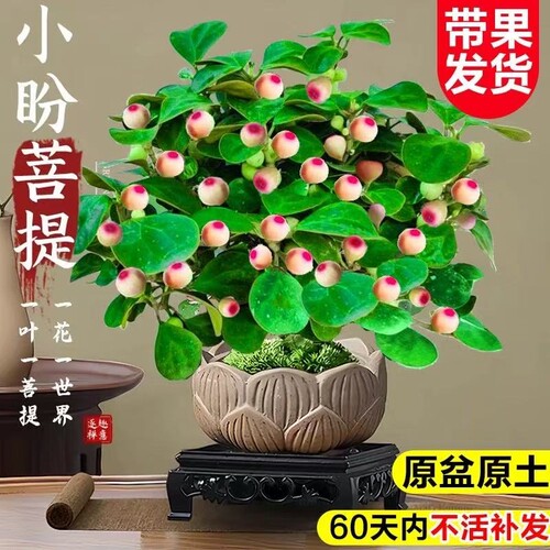 小盼菩提树盆栽带果办公室桌面绿植室内小盆景四季客厅办公桌造型