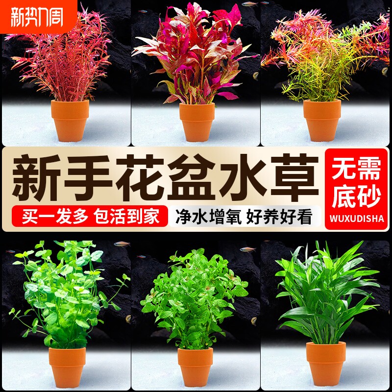 小花盆水草鱼缸造景蜈蚣草真草水草植物水芹羽毛宝塔水质定植大叶