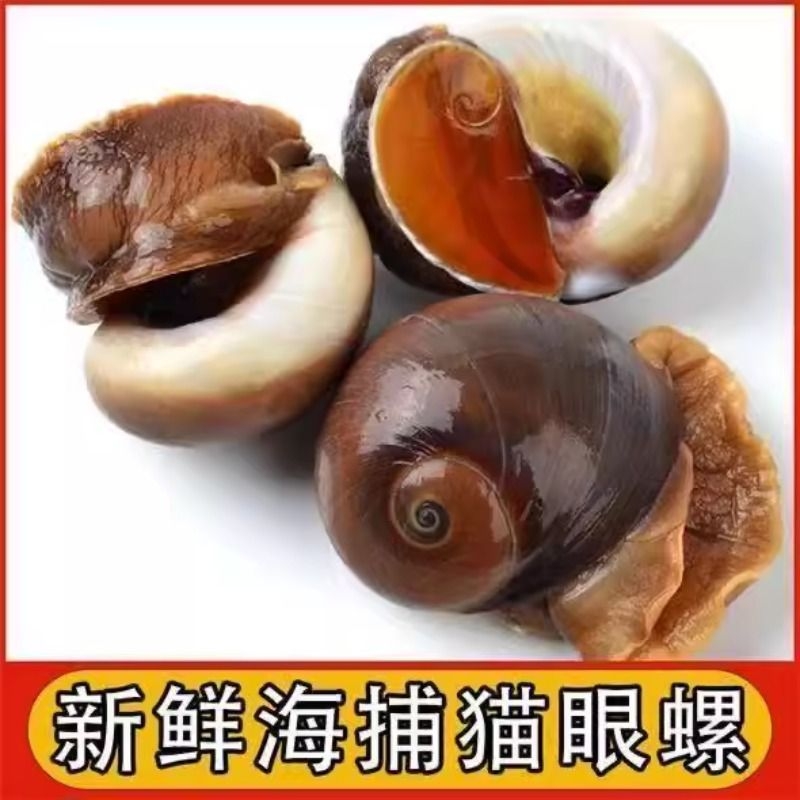 鲜活猫眼螺超大香螺特大沙螺海鲜水产扁玉螺肚脐螺小海螺贝类顺丰