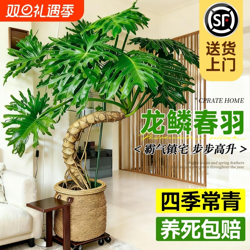 龙鳞春羽老桩室内大型盆栽