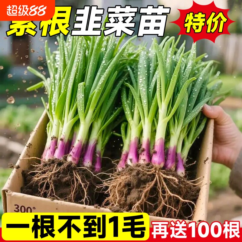 盆栽四季韭菜根苗宽叶蔬菜紫根红根秋冬季韭菜苗种植新鲜高产