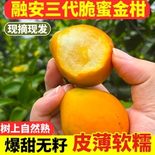 顺丰包邮融安脆蜜金柑广西正宗第三代脆蜜金桔特大果新鲜水果整箱