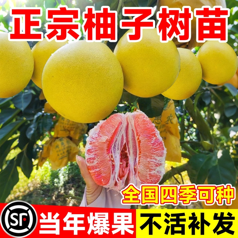 【包对版包成活】柚子大苗