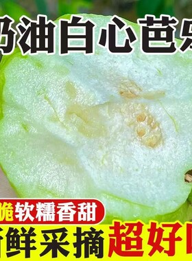 新鲜芭乐水果包邮白心硬番石榴软心当季整箱5斤应季时令鲜果生鲜