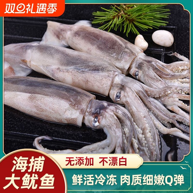 鱿鱼鲜活冷冻批发大鱿鱼整只笔管大鱿鱼尤鱼烧烤铁板商用海鲜食品