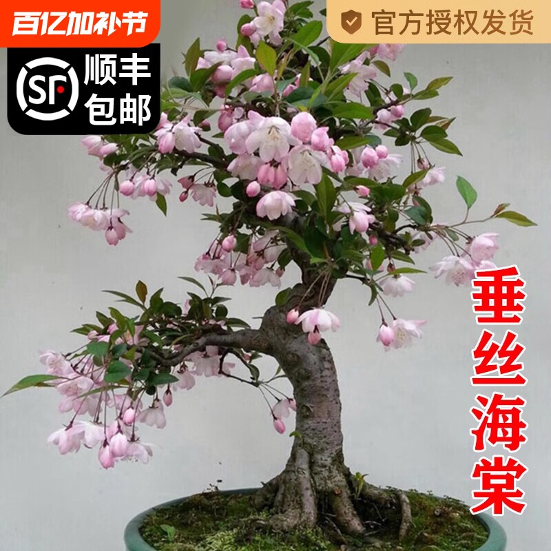 海棠花盆栽四季开花树苗老桩盆景客厅花卉绿植室外庭院植物好养活