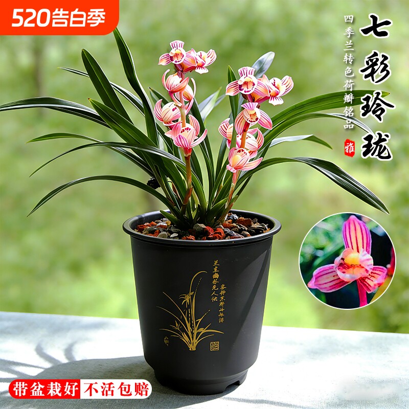 建兰荷瓣七彩玲珑四季兰花苗夏带花苞室内好养浓香味花卉绿植盆栽