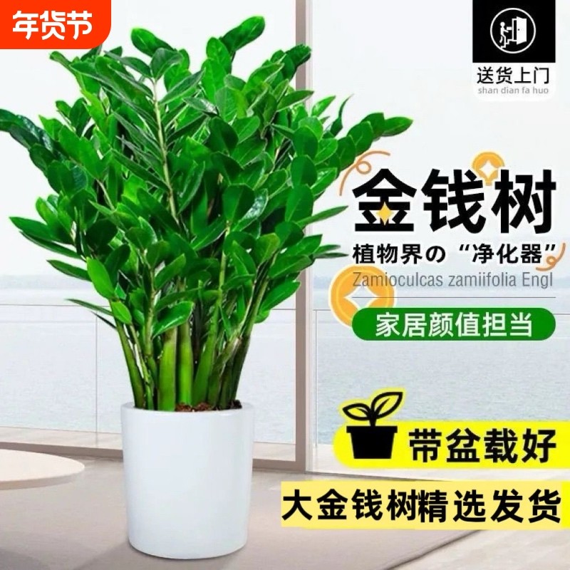 金钱树客厅大型植物盆栽发财树办公室内桌面绿植招财好养乔迁开业,鲜花速递/花卉仿真/绿植园艺,大型绿植/成品组合盆栽,淘宝优惠券,粉丝福利购,淘宝优惠卷