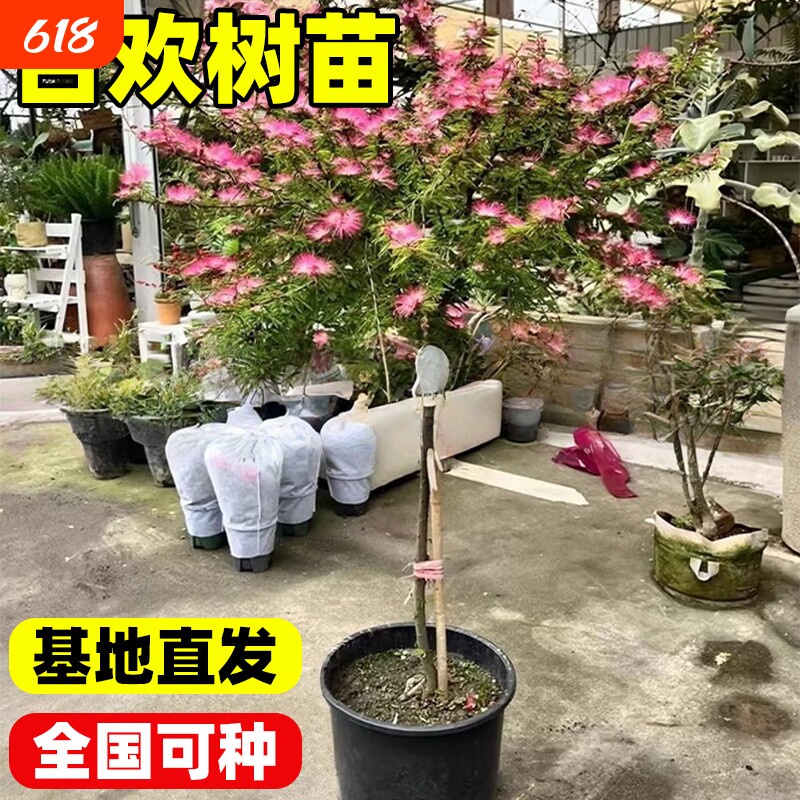 合欢树苗绒花树风景大树庭院耐寒旱工程绿化乔木南北方办公桌开花