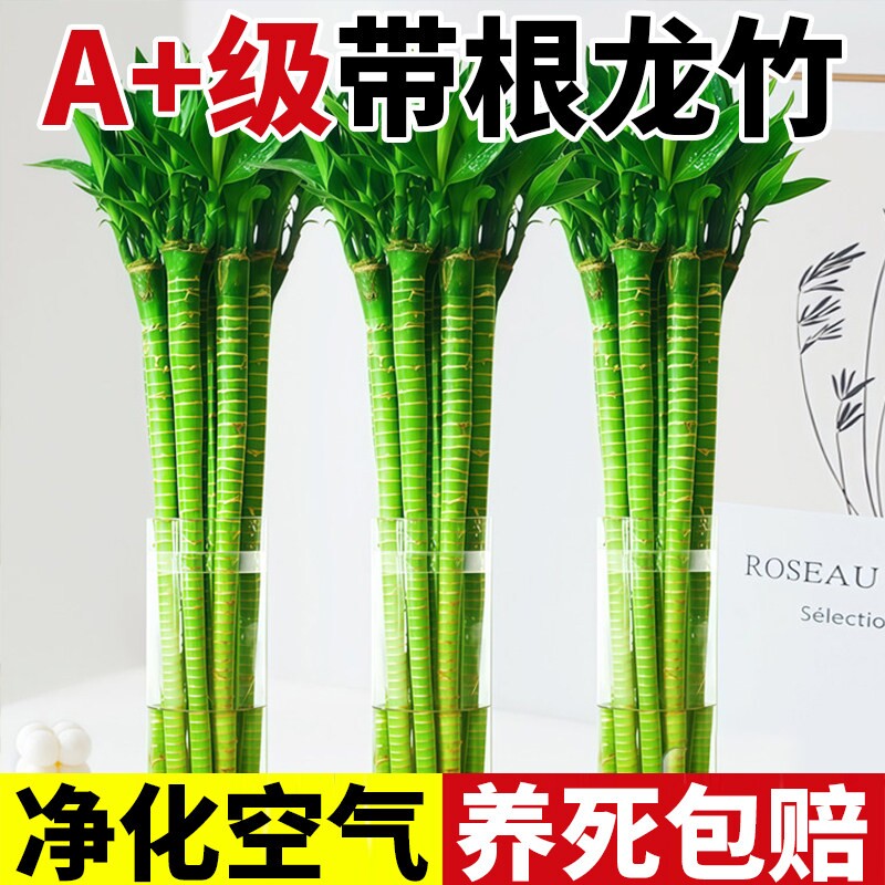 带根文昌竹龙竹水培富贵竹观音竹绿植室内客厅植物盆栽水养招财
