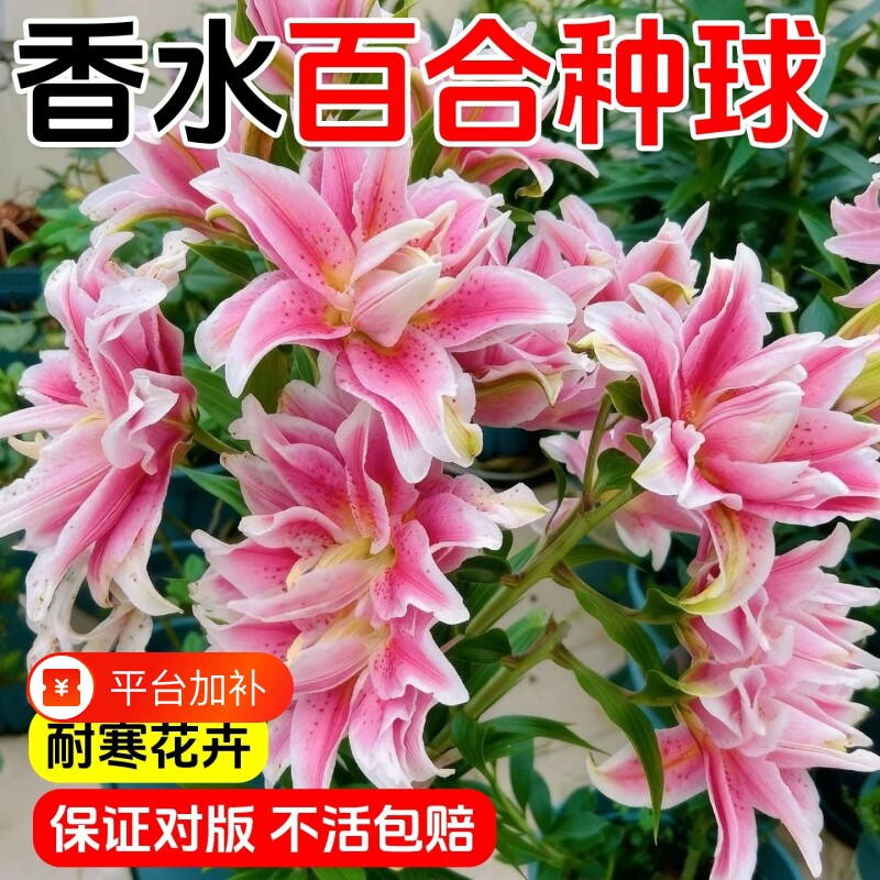 香水百合花种球四季开花好养活花卉植物花苗盆栽花种子耐寒鲜花
