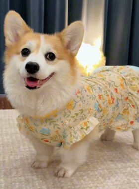 夏天小狗放掉毛衣服！