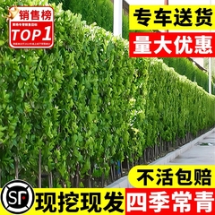 北海道黄杨冬青树苗篱笆墙围墙绿篱四季常青法国丛生大叶绿化