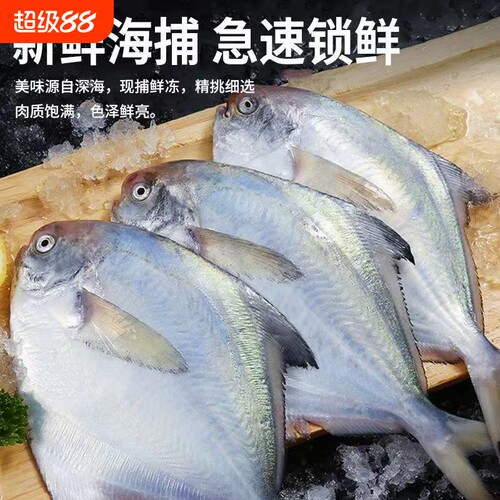 渔乐喵银鲳鱼鲳鱼新鲜海捕大鲳鱼冷冻海产海鲜批发生鲜深海年货节