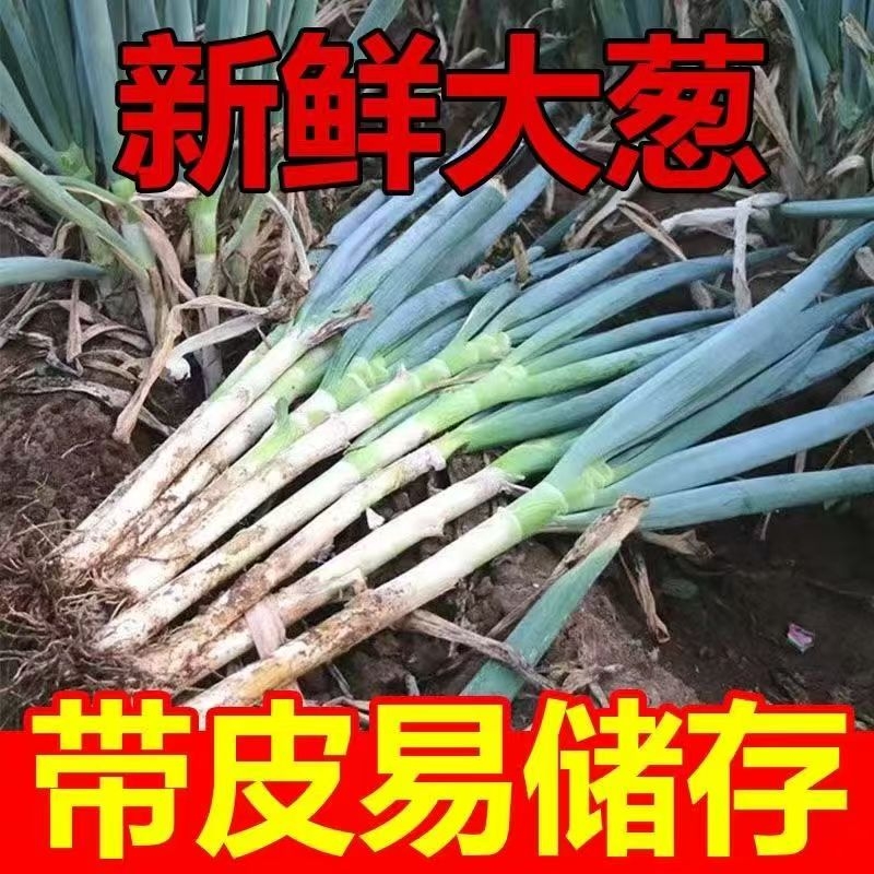 新鲜大葱去半叶3斤包邮送生姜