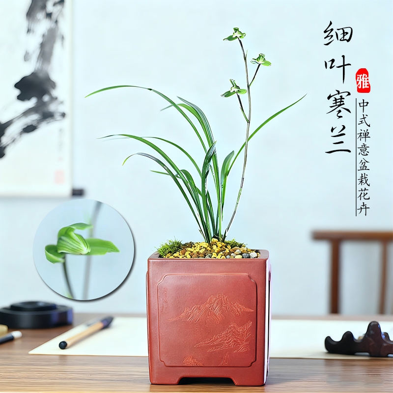 浙江细叶寒兰名贵兰花苗翠云涧冬带花苞浓香室内花卉绿植盆栽阳台