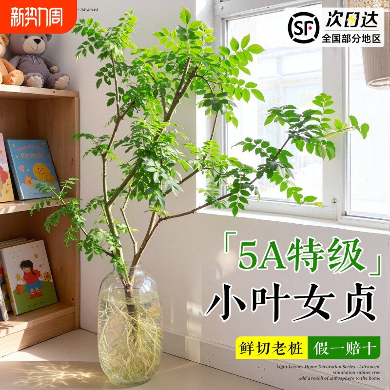小叶女贞水培老桩造型树毛叶丁香室内花卉绿植物四季常青鲜切枝条