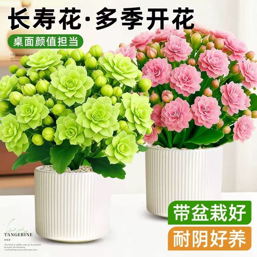 长寿花盆栽花苗带花苞重瓣大花金狐狸室内多年生好养的花卉绿植