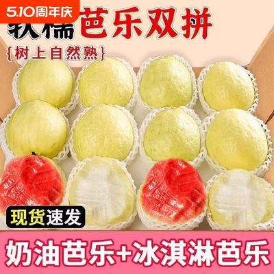 黄金奶油红心芭乐组合双拼番石榴