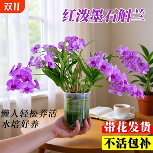 带花苞红泼墨石斛兰花苗室内水培苔藓球好养花卉绿植盆栽粉黛客厅