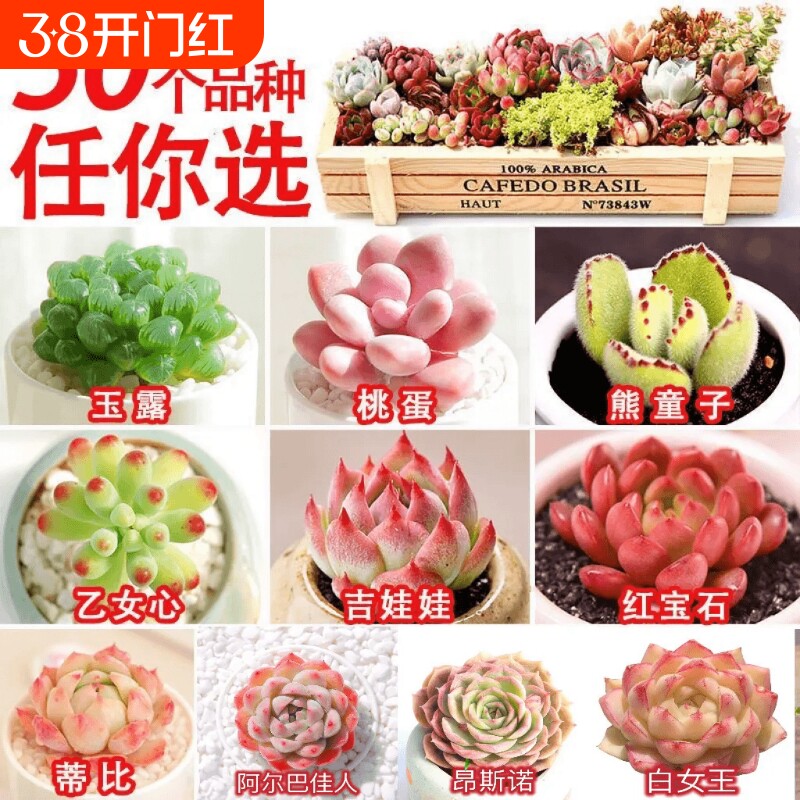 多肉 多肉植物套餐系列组合搭配花卉盆栽绿植 多肉新手入门