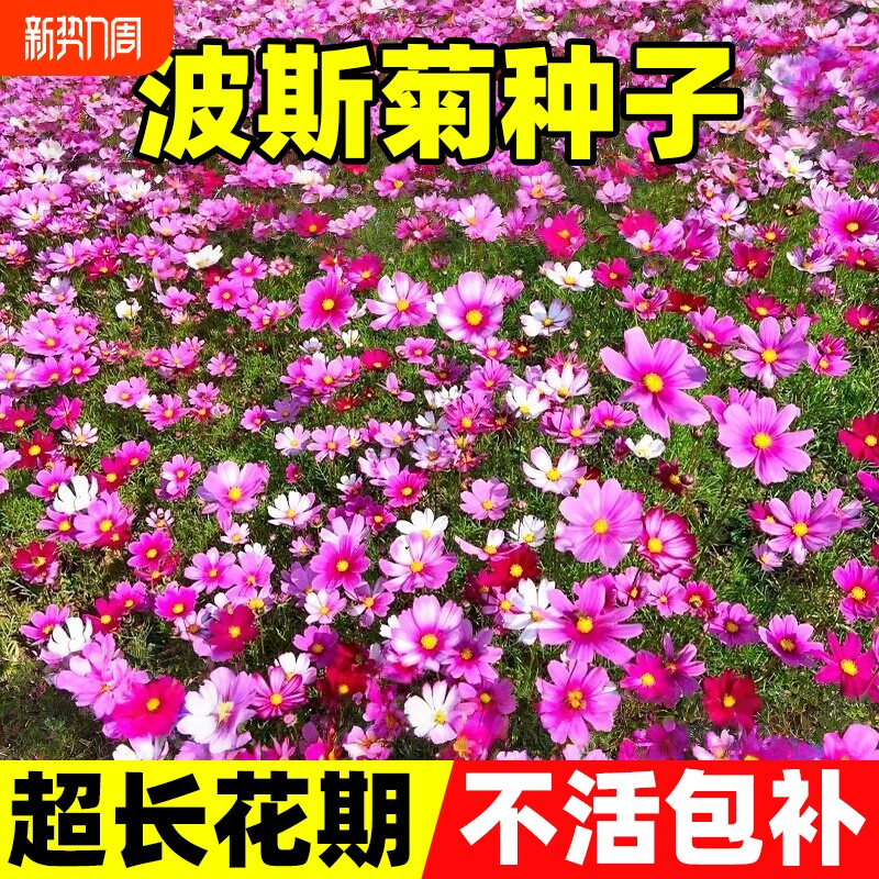 波斯菊种子格桑花种籽子七彩四季开花好养易活庭院室外耐寒花种孑