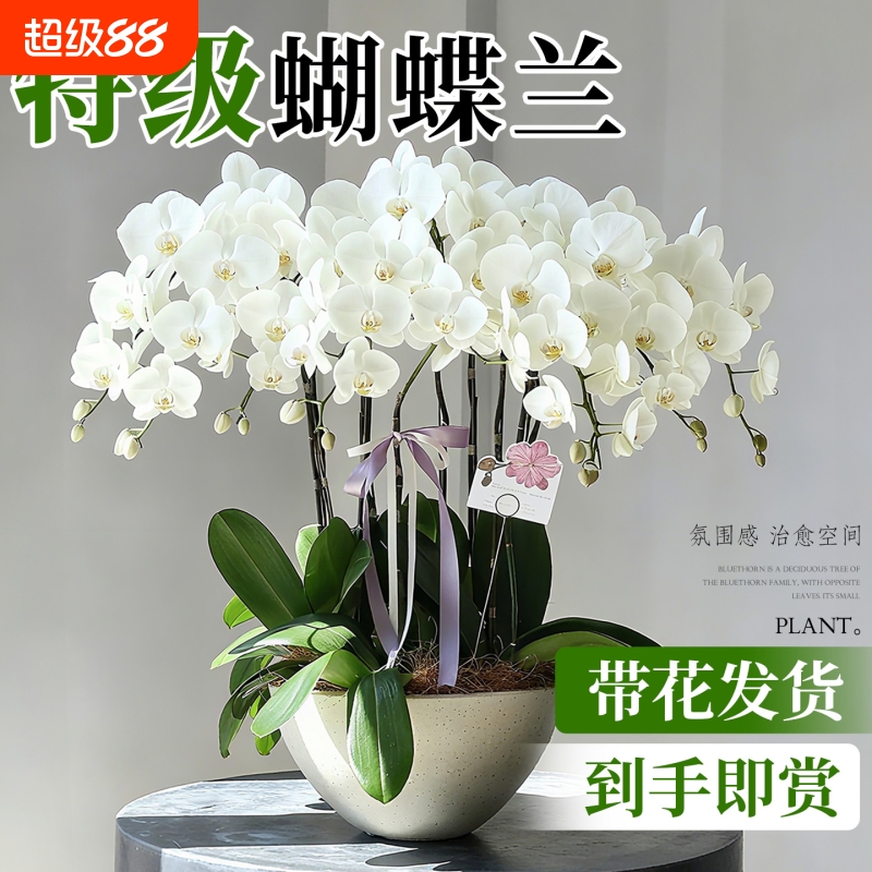 蝴蝶兰盆栽秋冬带花苞好养活