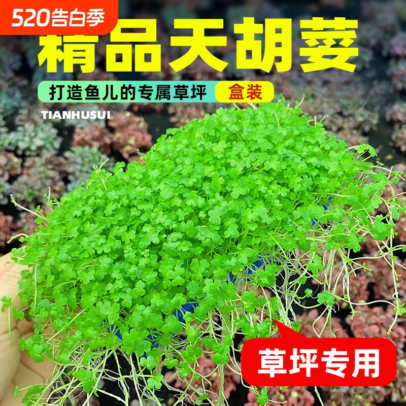 鱼缸天胡荽水草网片造景草坪专用爬地矮珍珠净水草生态水质无菌