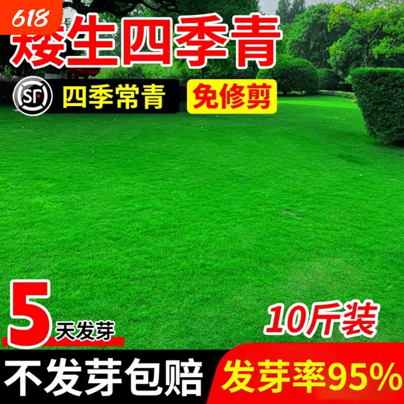 四季青草籽矮生耐寒庭院护坡固土绿化草坪草种狗牙根剪股颖高羊茅